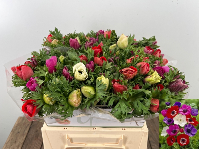 <h4>ANEM CO MAR GEM</h4>