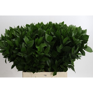 RUSCUS HYPOPHYLLUM
