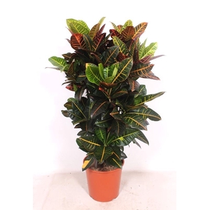 Codiaeum Petra