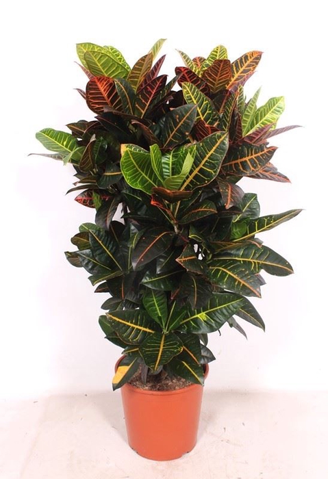 <h4>Codiaeum Petra</h4>