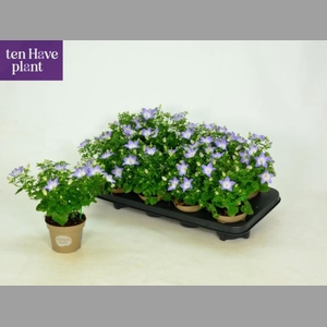 CAMP IS BERL BICOLOR