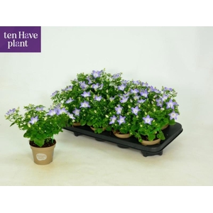 CAMP IS BERL BICOLOR