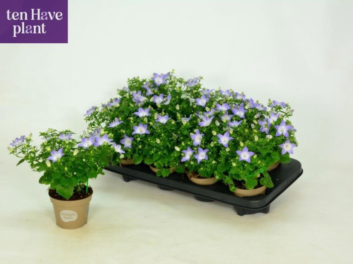 <h4>CAMP IS BERL BICOLOR</h4>