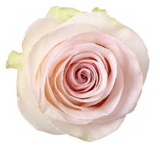 R Gr Happy Pink  Pink 50cm EC