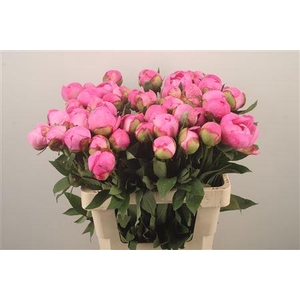 Paeonia L Dr A Fleming