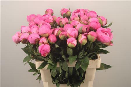 <h4>Paeonia L Dr A Fleming</h4>