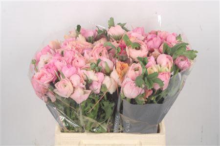 <h4>Ran El Pastel Pink</h4>