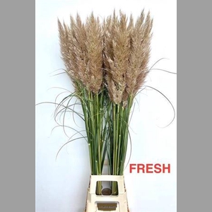 Cortaderia Se Early Maja