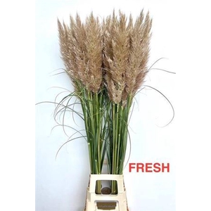 Cortaderia Se Early Maja
