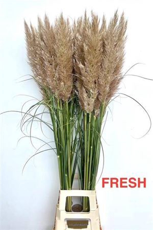 <h4>Cortaderia Se Early Maja</h4>