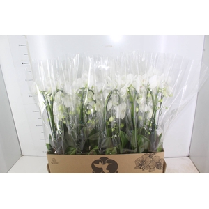 PHALAENOPSIS CASCATA P12 BRANCO 2 HT