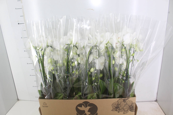 <h4>PHALAENOPSIS CASCATA P12 BRANCO 2 HT</h4>