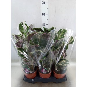 Calathea   ...