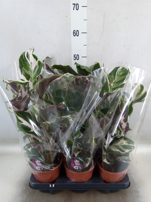 <h4>Calathea   ...</h4>