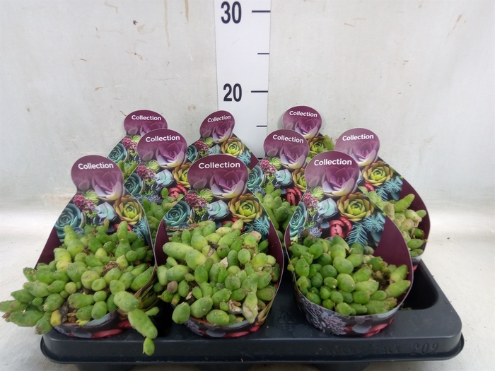 <h4>Succulents   ...</h4>