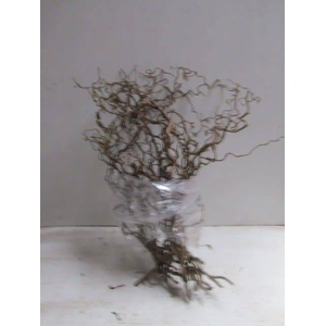 Corylus contorta