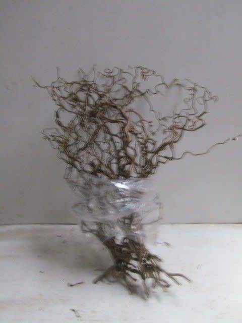 <h4>Corylus contorta</h4>
