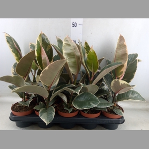 Ficus elastica 'Tineke'