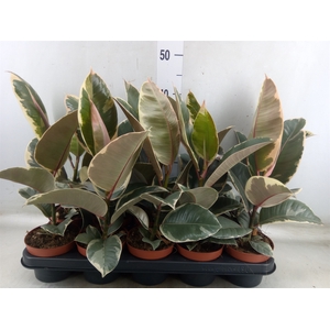 Ficus elastica 'Tineke'