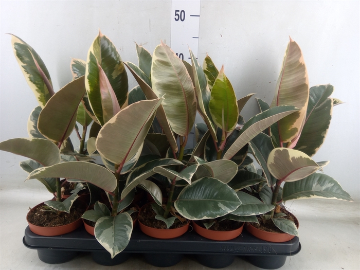 <h4>Ficus elastica 'Tineke'</h4>
