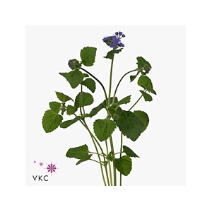 Ageratum Blue Planet