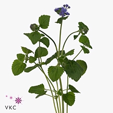 Ageratum Blue Planet