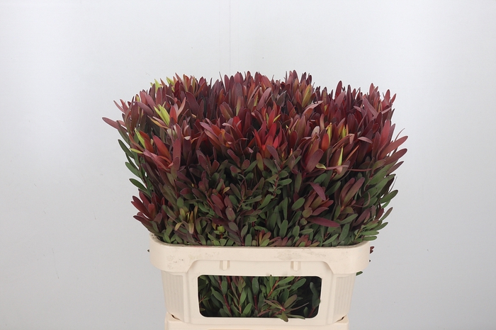 Leucadendron Safari Sunset