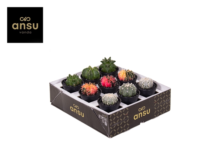 <h4>Cactus Gemengd Exclusive</h4>