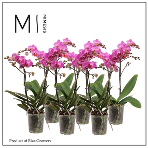 Phalaenopsis Multi Dark Pink 2 spike - 12cm | Mimesis