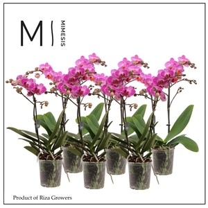 Phalaenopsis Multi Dark Pink 2 spike - 12cm | Mimesis