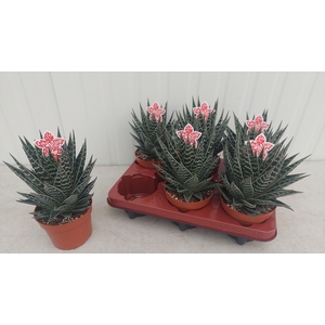ALOE TIKI TAHI