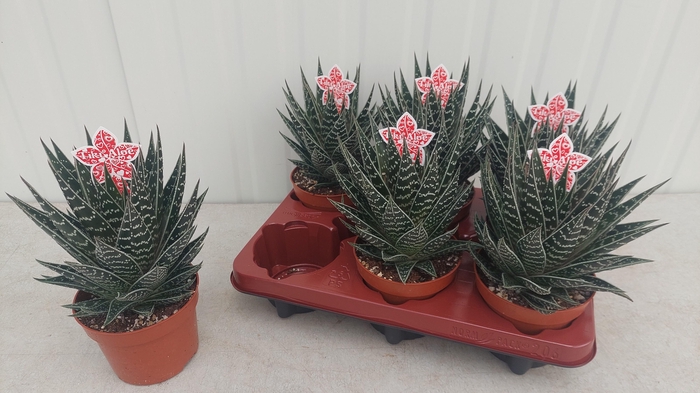 <h4>ALOE TIKI TAHI</h4>