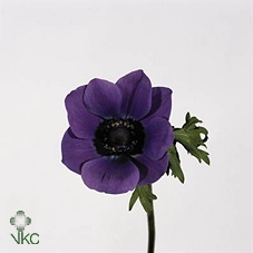 <h4>ANEM CO M L BLUE</h4>