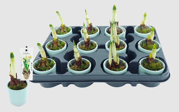 <h4>ARR NARCISSUS</h4>