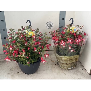 FUCHSIA EL CAMINO