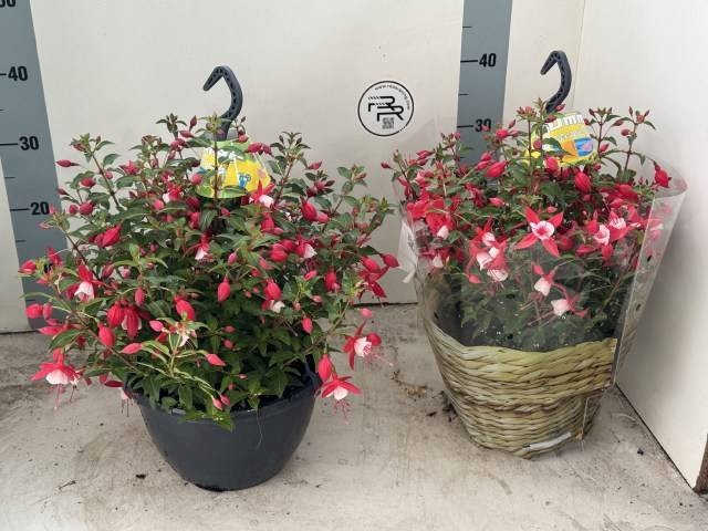<h4>FUCHSIA EL CAMINO</h4>