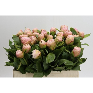 Paeonia (Lactiflora Grp) 'King Kees'