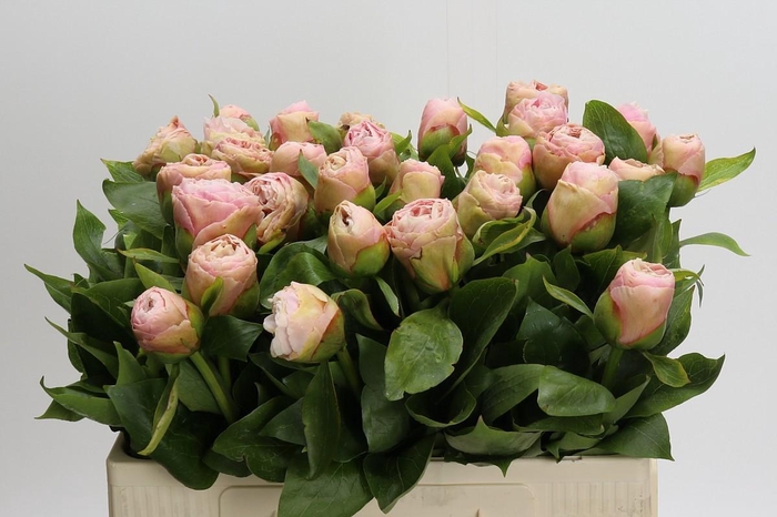 <h4>Paeonia (Lactiflora Grp) 'King Kees'</h4>