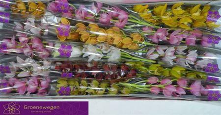 <h4>Cymb Mi Gem</h4>