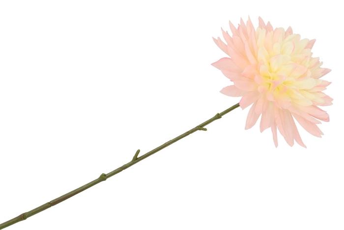 <h4>Silk Dahlia Pointy Champagne/light Pink 65cm</h4>