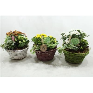 2652 PROMO!! MANDJE MIX OUTDOOR