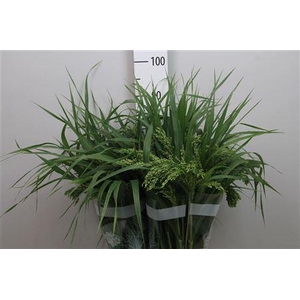 Panic Mi Umbrella Green