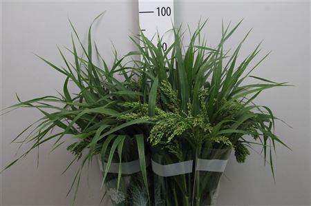 <h4>Panic Mi Umbrella Green</h4>