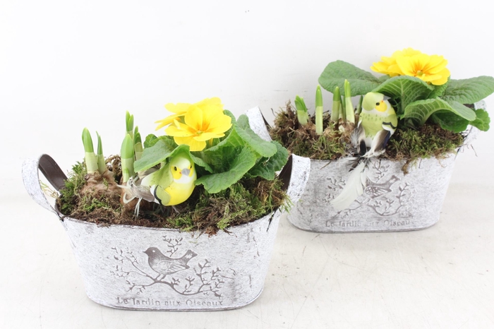 <h4>arr4 Primula TD - Zink ovaal 338/4</h4>