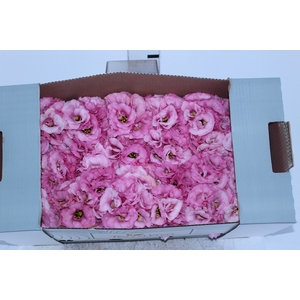 LISIANTHUS FLOR ROSA