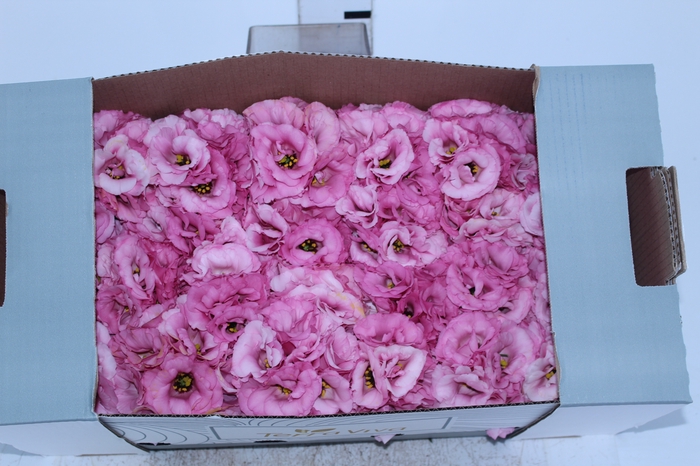 LISIANTHUS FLOR ROSA