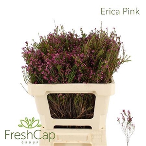 Erica Pink