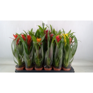 Guzmania   ...mix