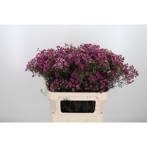 Chame Un Gra Jupiter