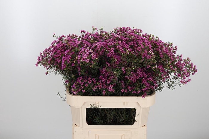 <h4>Chame Un Gra Jupiter</h4>